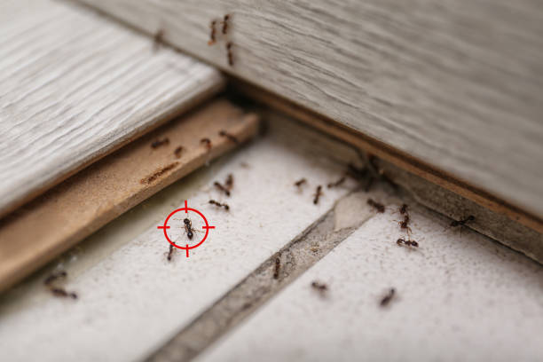 Best Pest Control for Homes  in Mount Carmel, OH