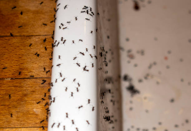Best Residential Pest Control  in Mount Carmel, OH
