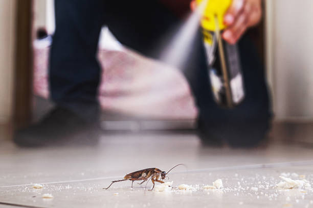 Best Spider Control Near Me  in Mount Carmel, OH