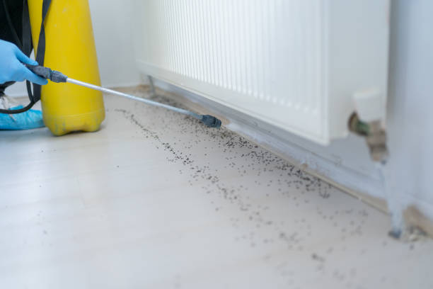 Best Rat Extermination Near Me  in Mount Carmel, OH
